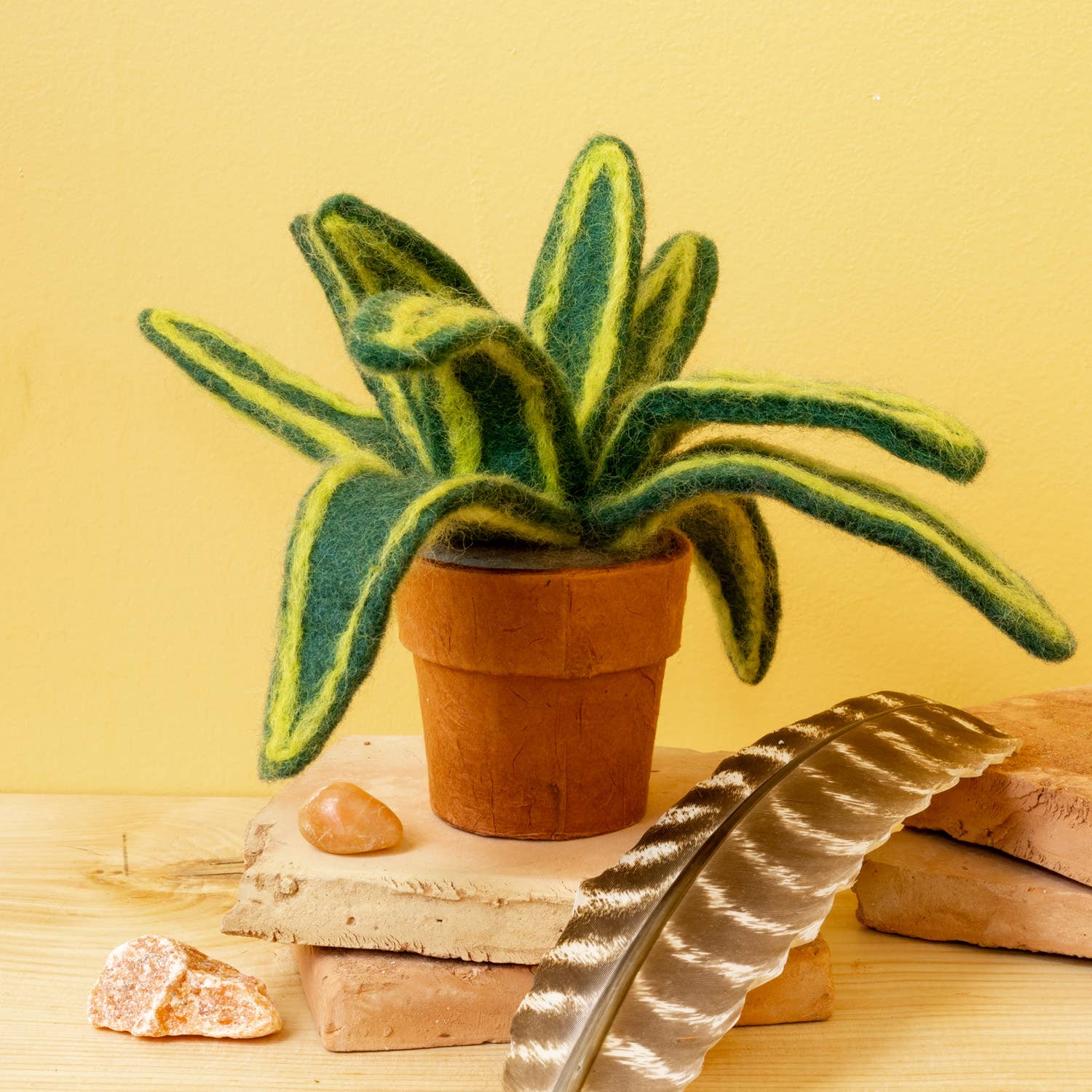 Snake Plant